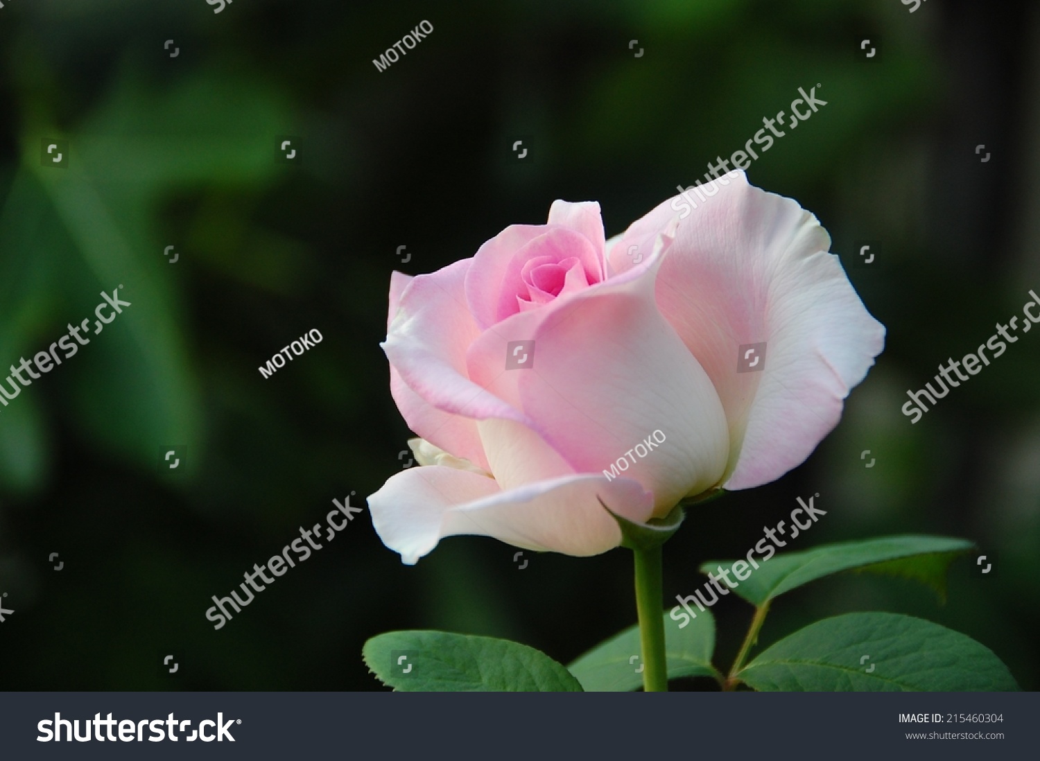 Rose, Falling In Love (Hybrid Tea) Stock Photo 215460304 : Shutterstock