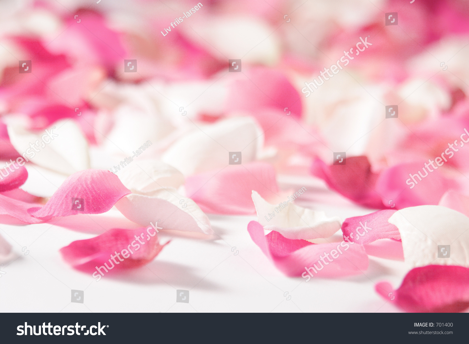 Rose Petals Stock Photo 701400 - Shutterstock