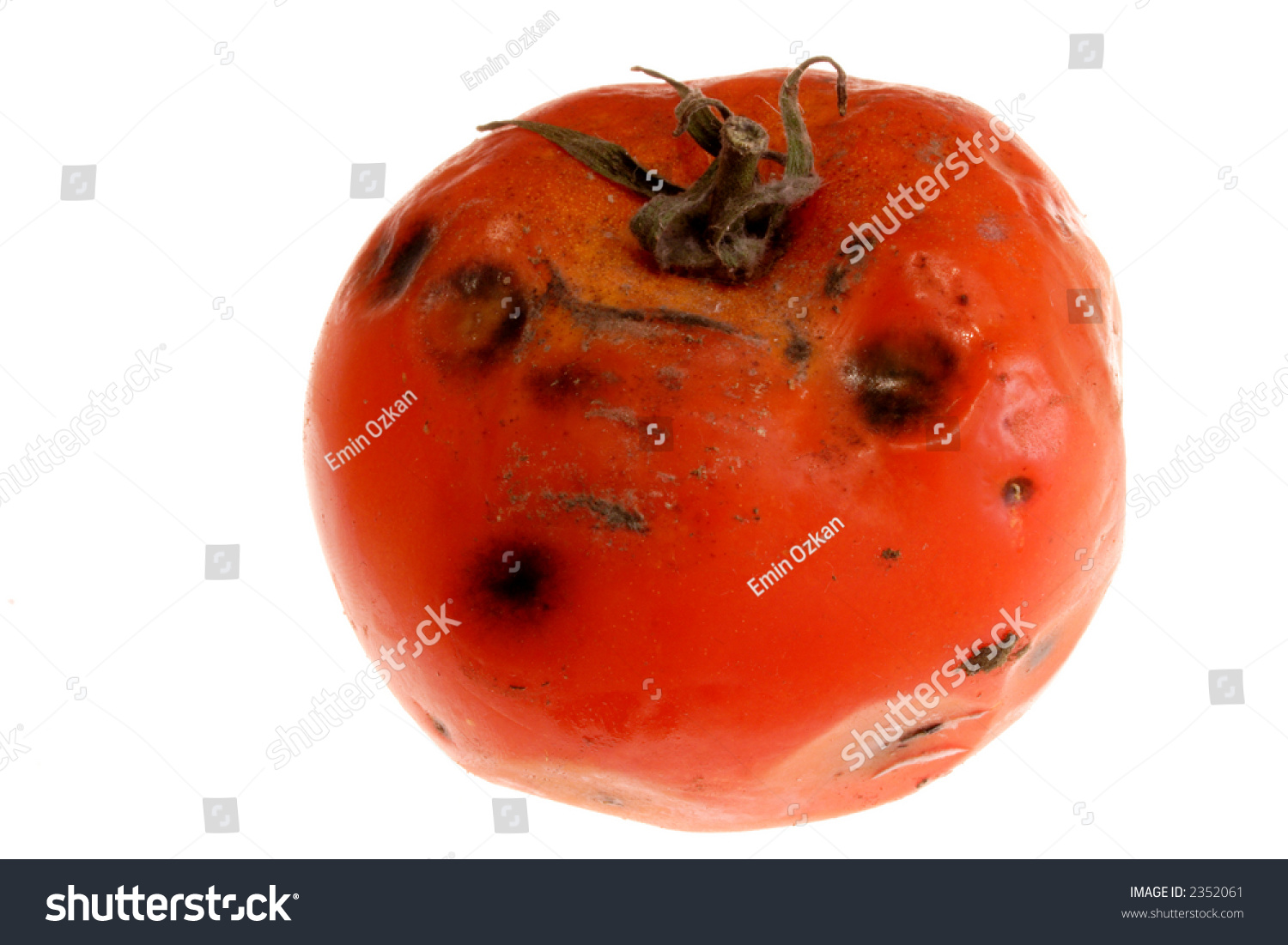 Rotten Tomato Stock Photo 2352061 Shutterstock