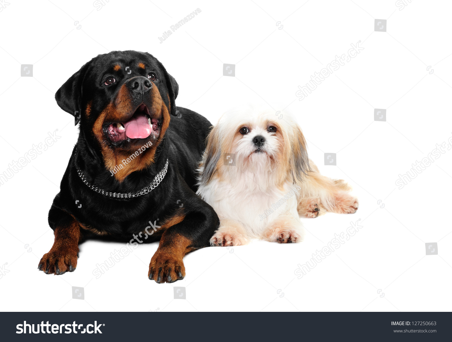 shih tzu rottweiler rottweiler and a shih tzu in studio stock photo 127250663 shih tzu rottweiler rottweiler and a shih tzu in studio stock photo 127250663