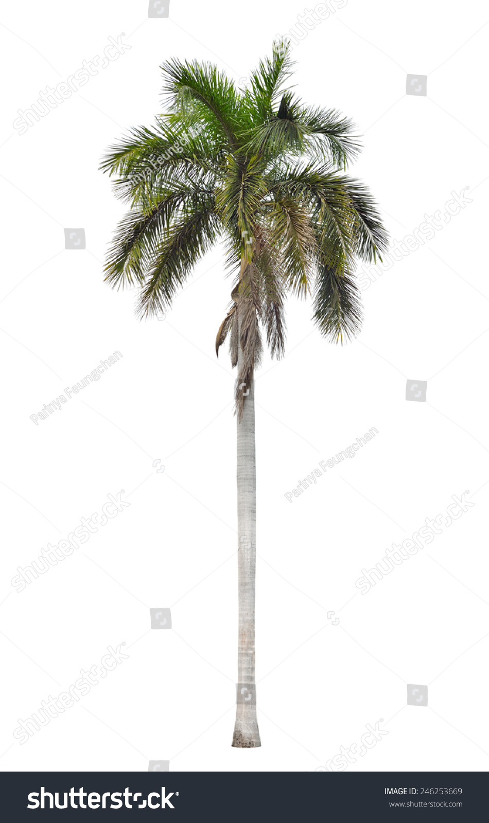 Do Palm Trees Shed Leaves