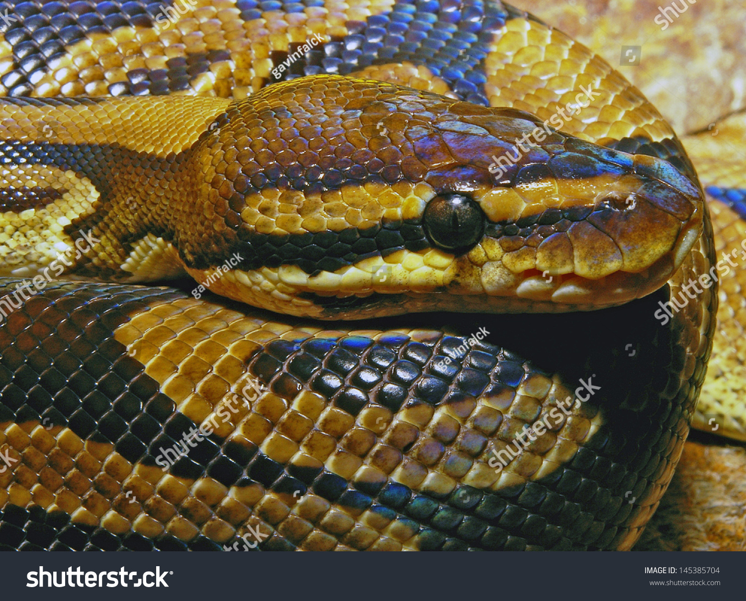 Stock options in python