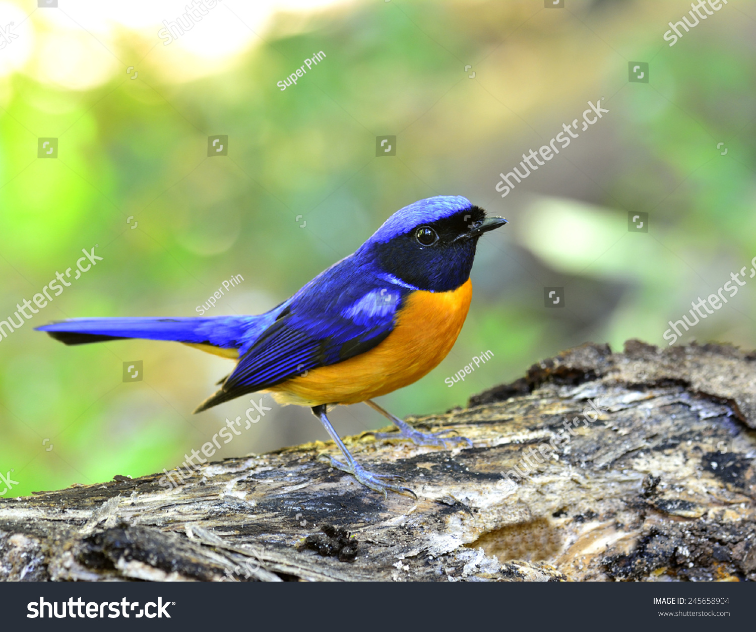All 92+ Images blue bird with yellow belly and long beak Superb