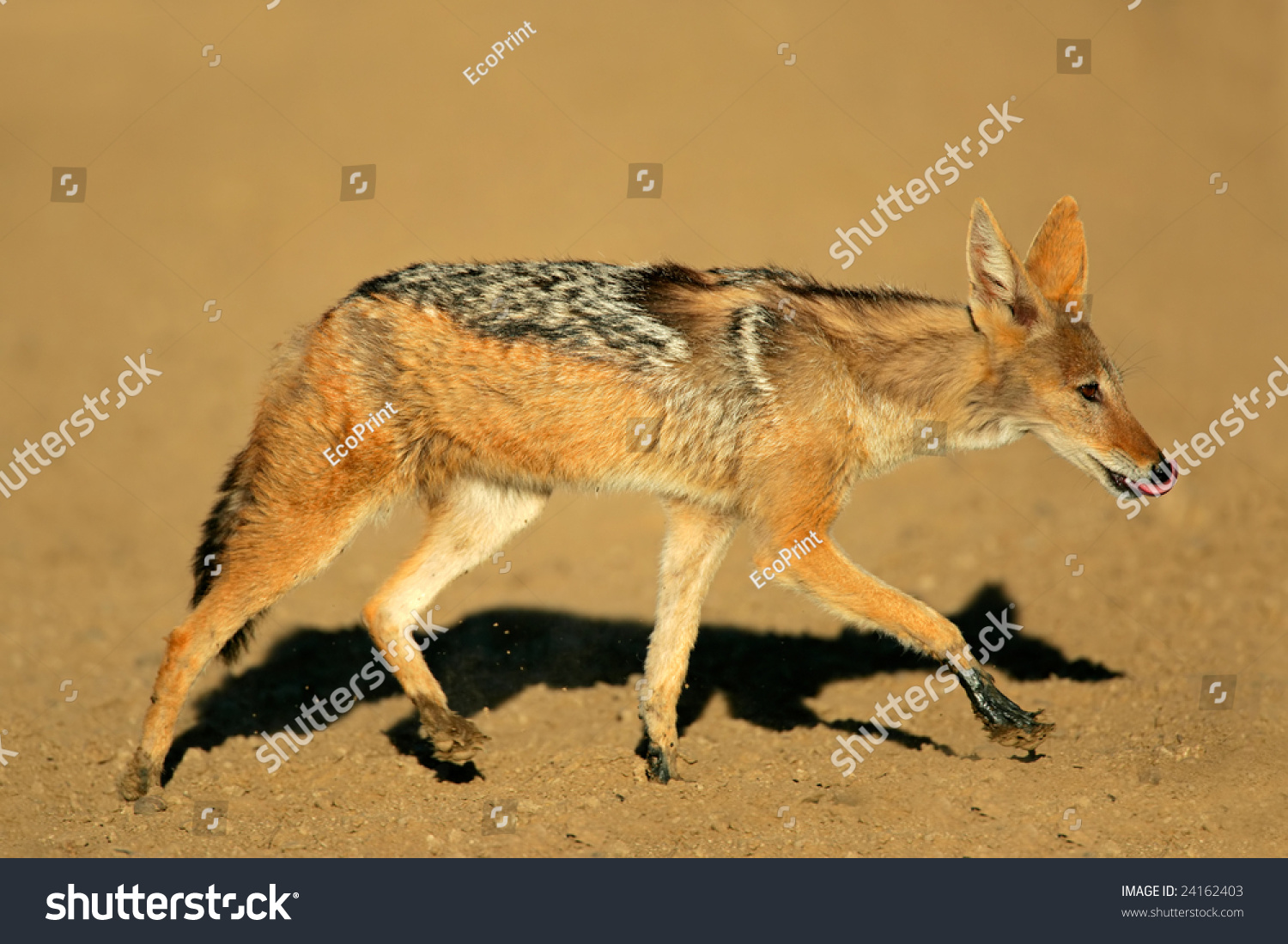 Running Black Backed Jackal Canis Mesomelas Kalahari Desert South