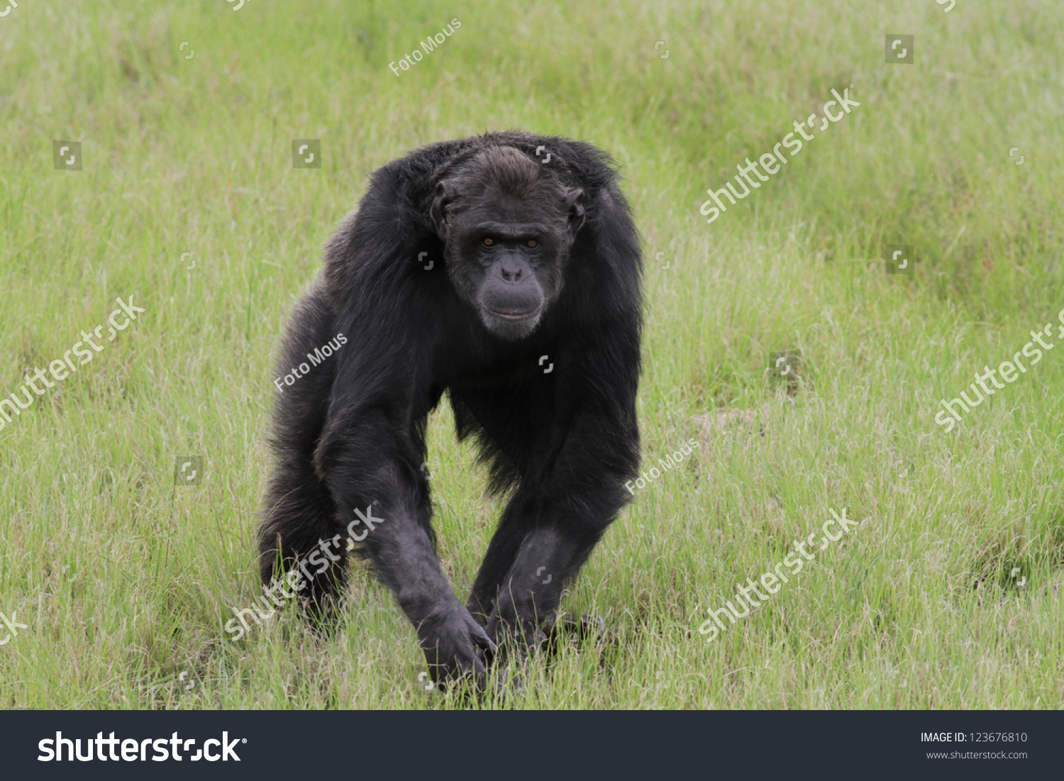 Running Chimp Stock Photo 123676810 Shutterstock