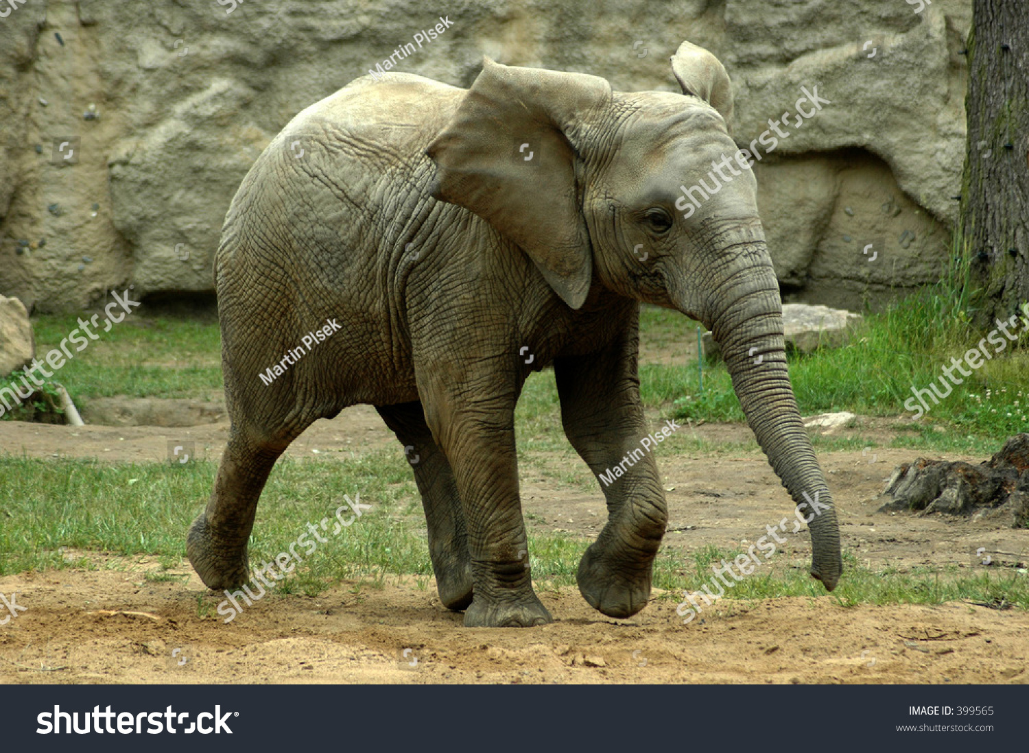 Running Elephant Stock Photo 399565 Shutterstock