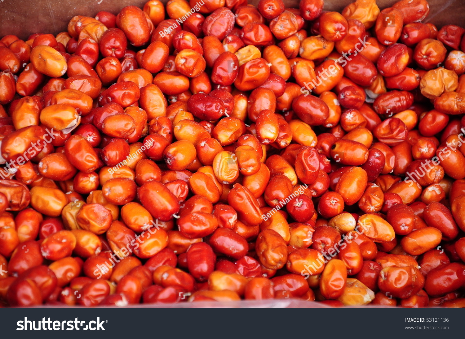 Russian Olive Fruit Oleaster Stock Photo 53121136 - Shutterstock
