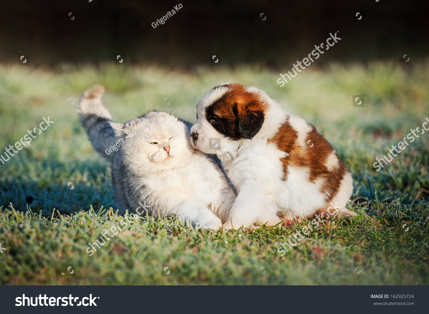 saint bernard project saint bernard project
