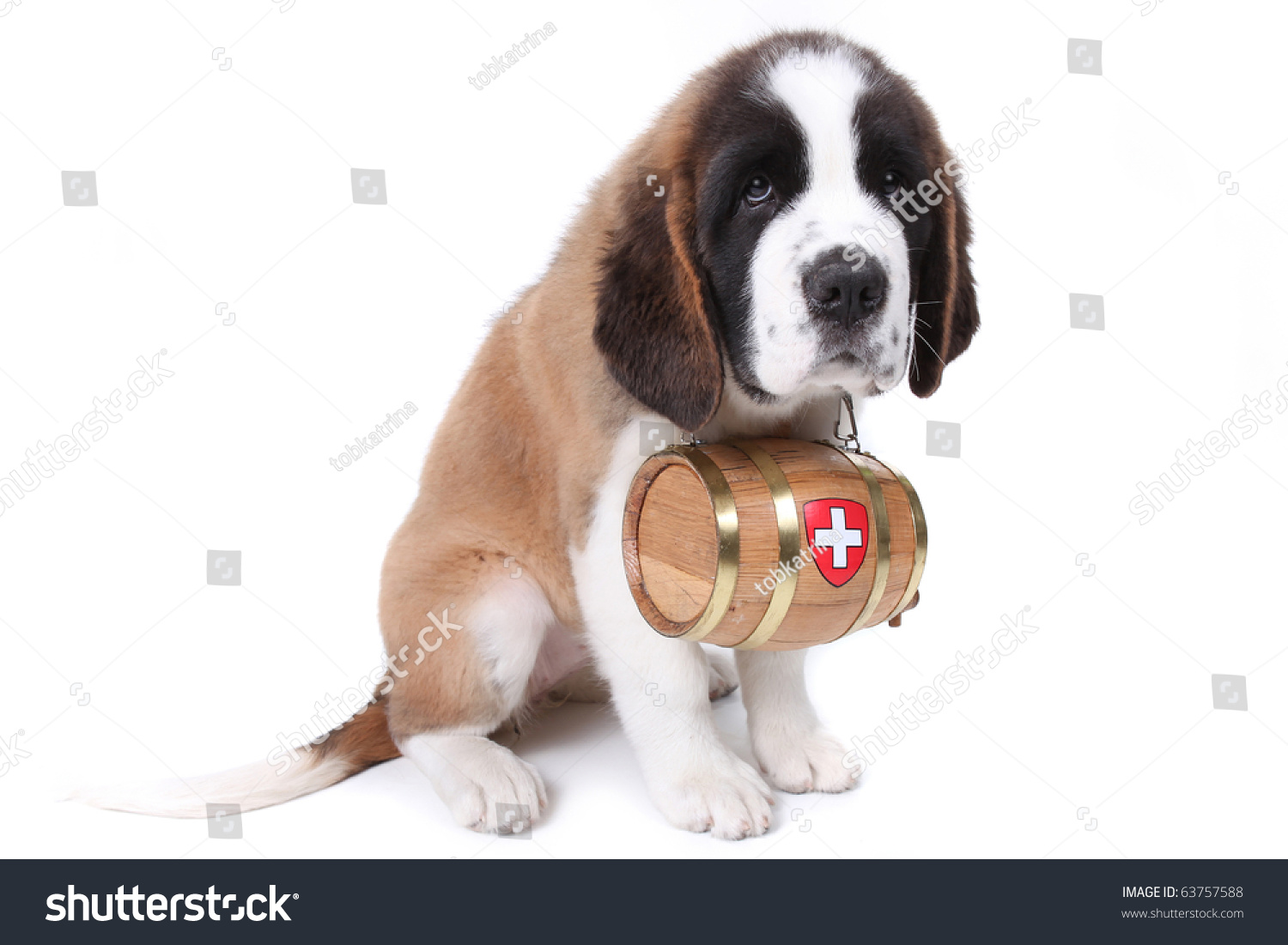 Saint Bernard Puppy Rescue Barrel Around Stock Photo 63757588