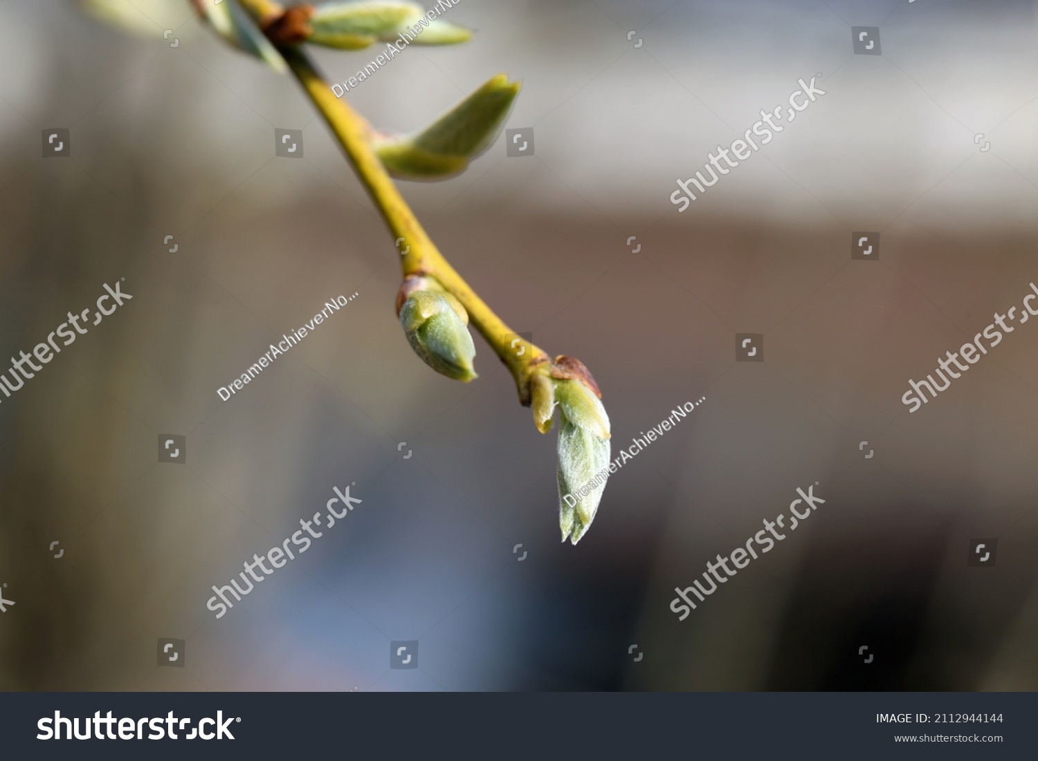 Salix Cinerea Gray Sallow Scilia Pussy Stock Photo