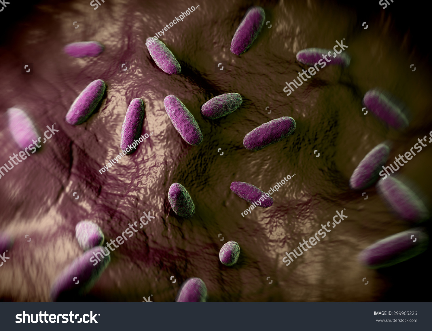 Salmonella Typhimurium Bacterium A Flagellate Gram Negative Bacillus