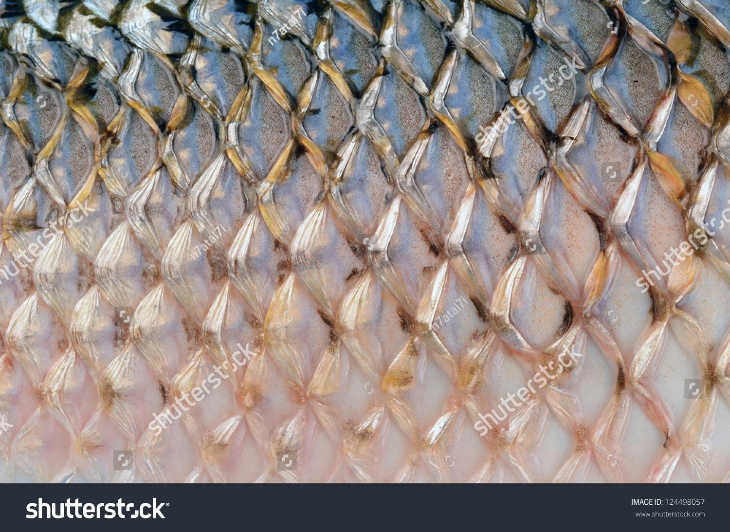 Scales Of Fish Close Up Stock Photo 124498057 : Shutterstock