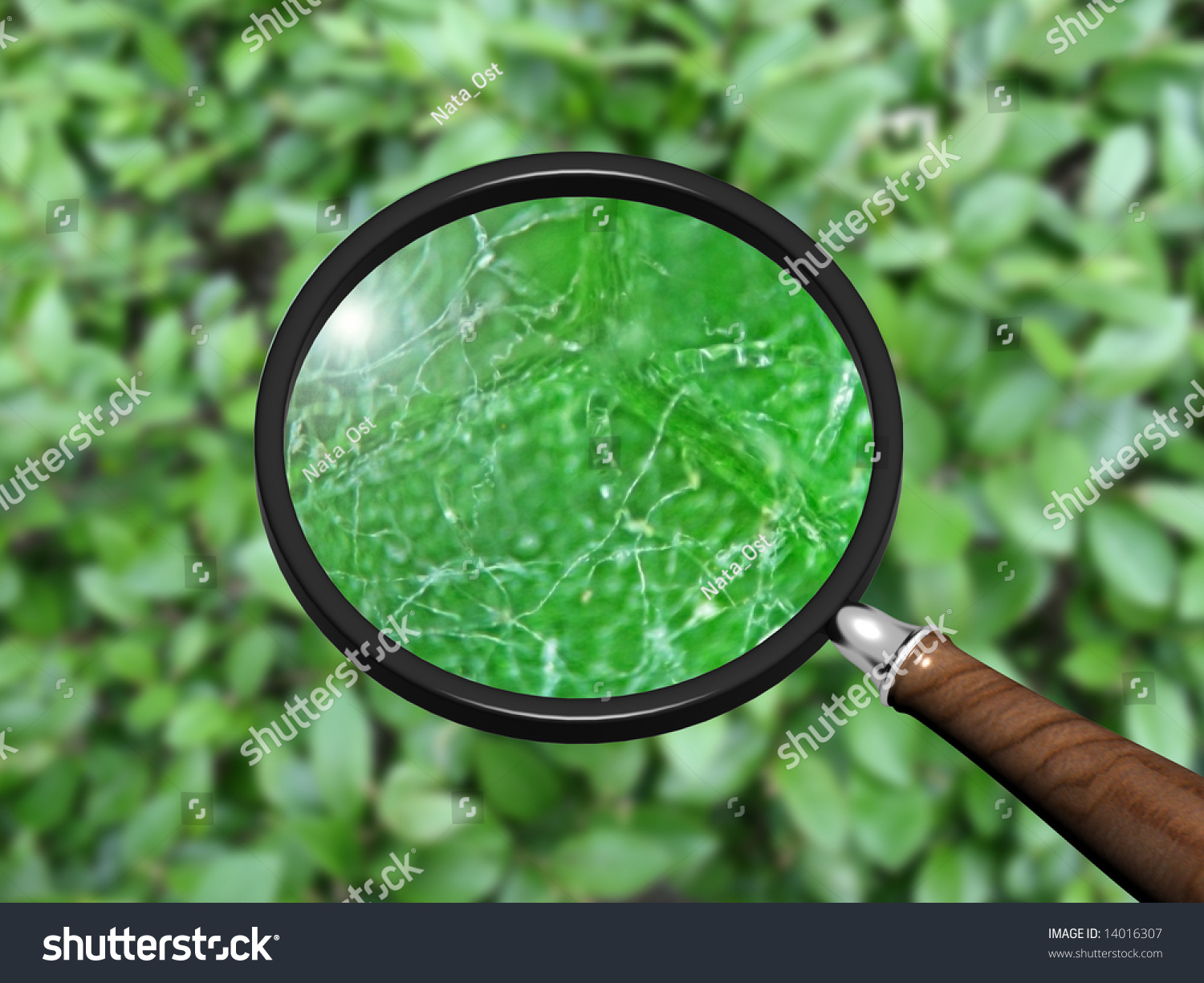 Scene Of The Nature Under Magnifying Glass Stock Photo 14016307