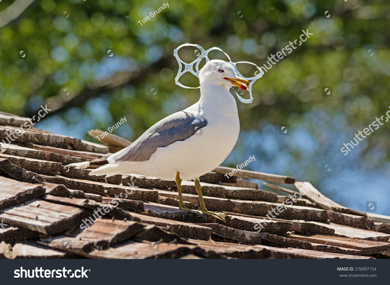 stock-photo-sea-gull-trapped-in-plastic-