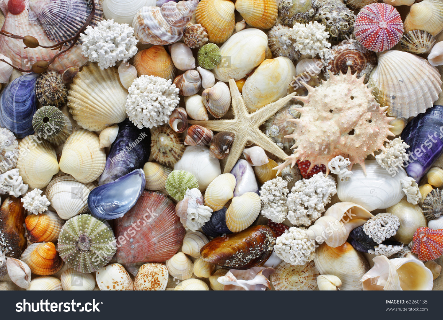 Sea Shells Background Stock Photo 62260135 - Shutterstock