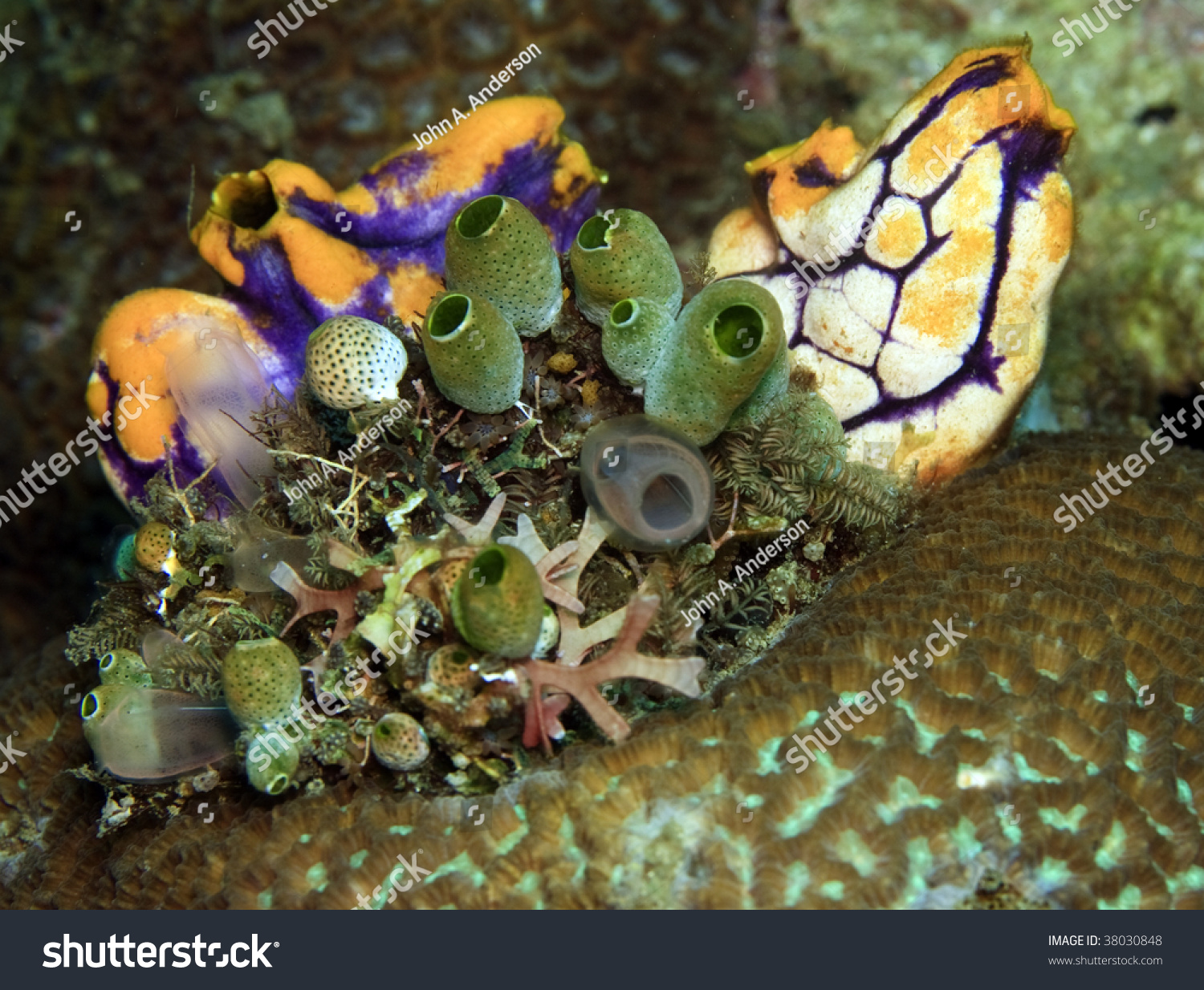 Sea Squirt And Tunicates Growing On Brain Coral On Coral Reef Stock