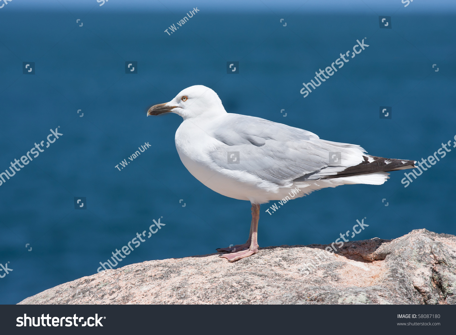 Seagull Sitting On A Rock Near The Blue Sea Stock Photo 58087180 ...