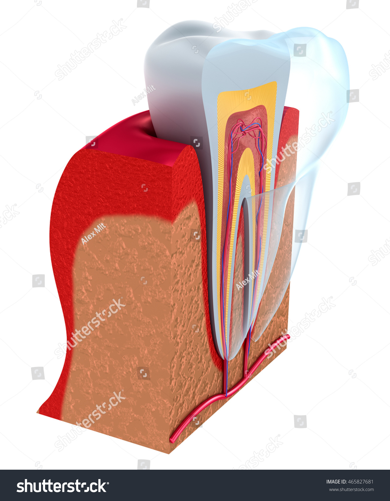 Section Tooth Pulp Nerves Blood Vessels Stock Illustration