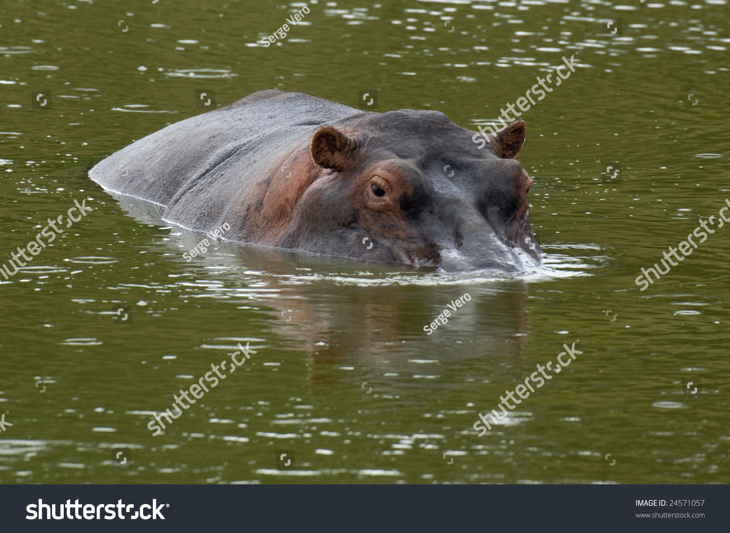 wade whimsy hippo