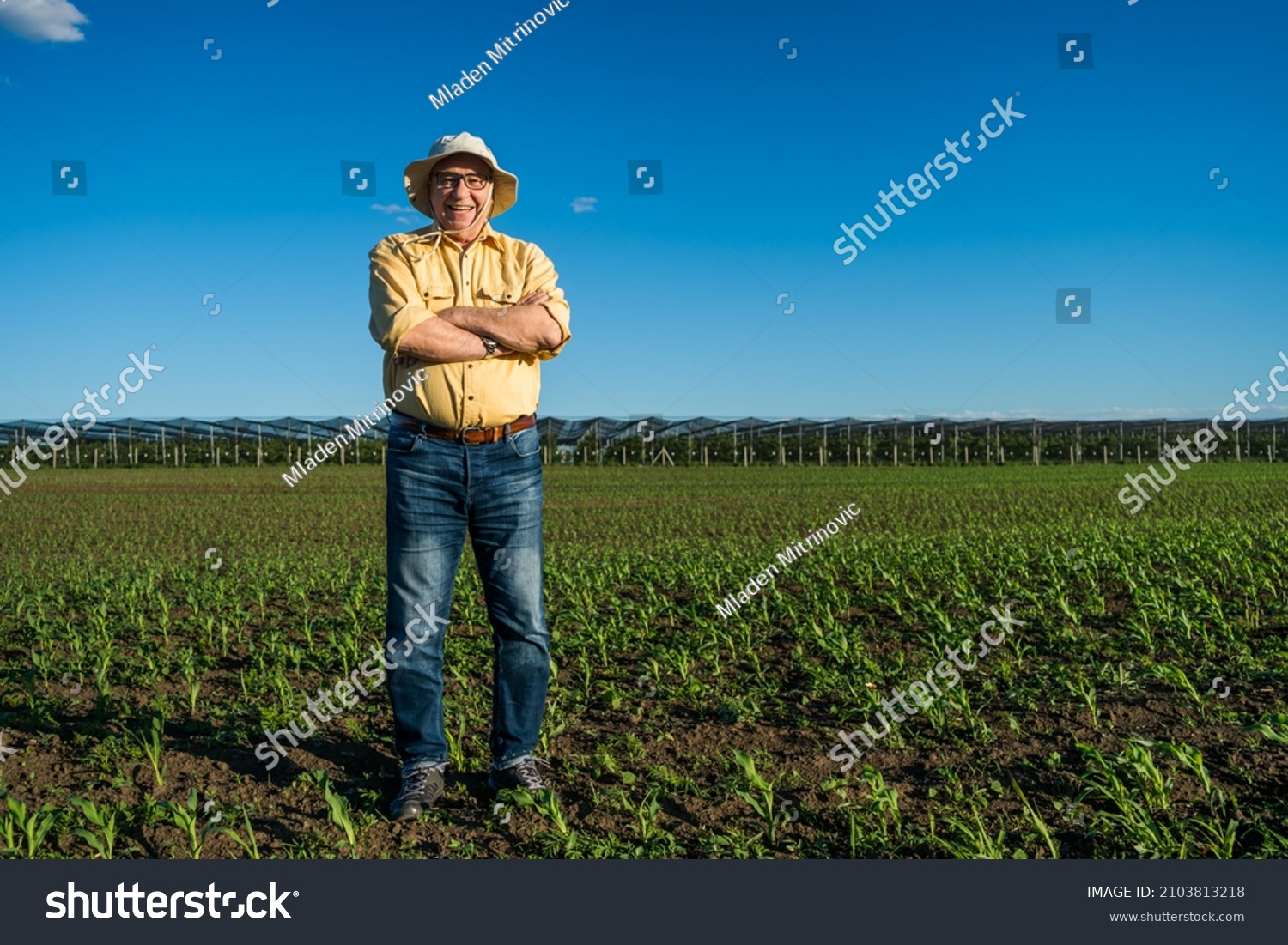 Senior Farmer Standing His Growing Corn Stock Photo