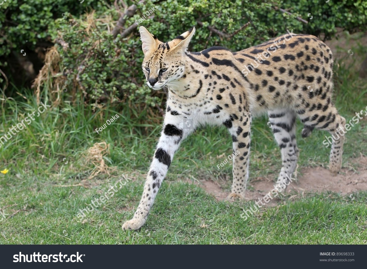 Serval Wild Cat Beautiful Spotted Fur Stock Photo 89698333 Shutterstock