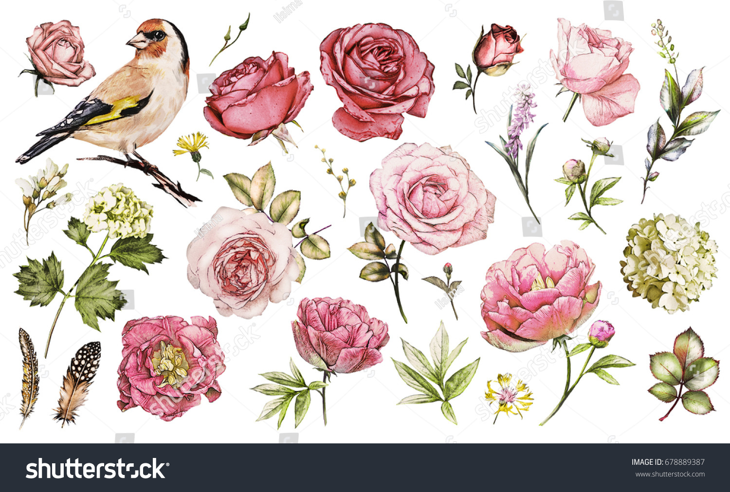 Set Watercolor Elements Flower Rose Peonies Stock Illustration