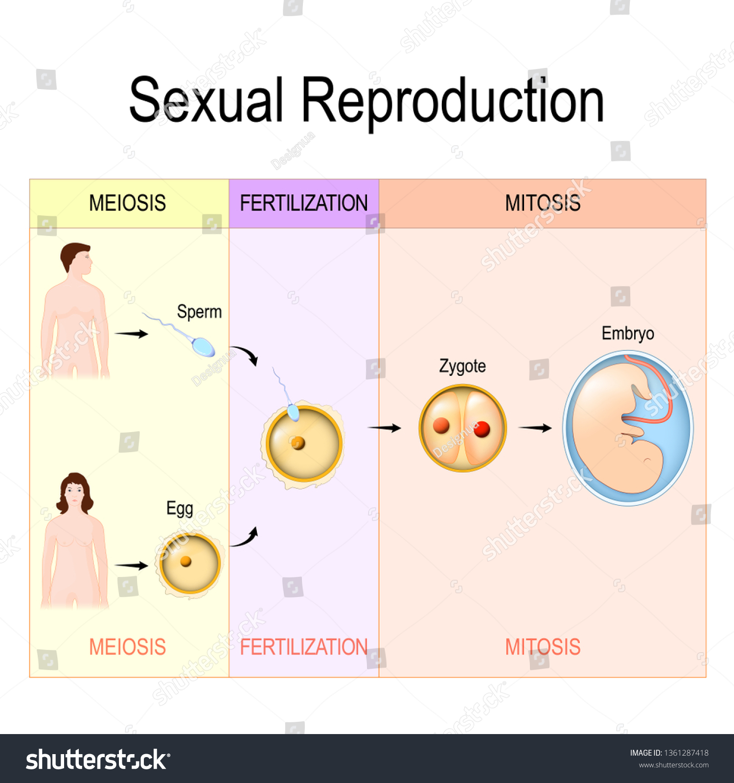 Ilustrasi Stok Sexual Reproduction Meiosis Fertilization Mitosis