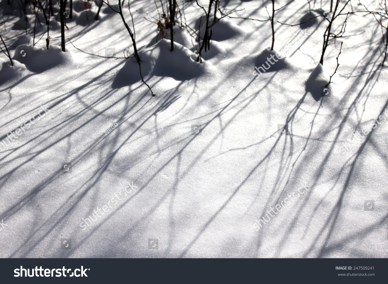 Shadows Of Branches On Snow Stock Photo 247509241 : Shutterstock