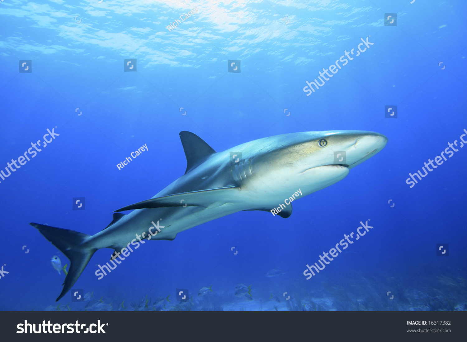 Shark Natural Habitat Stock Photo 16317382 Shutterstock