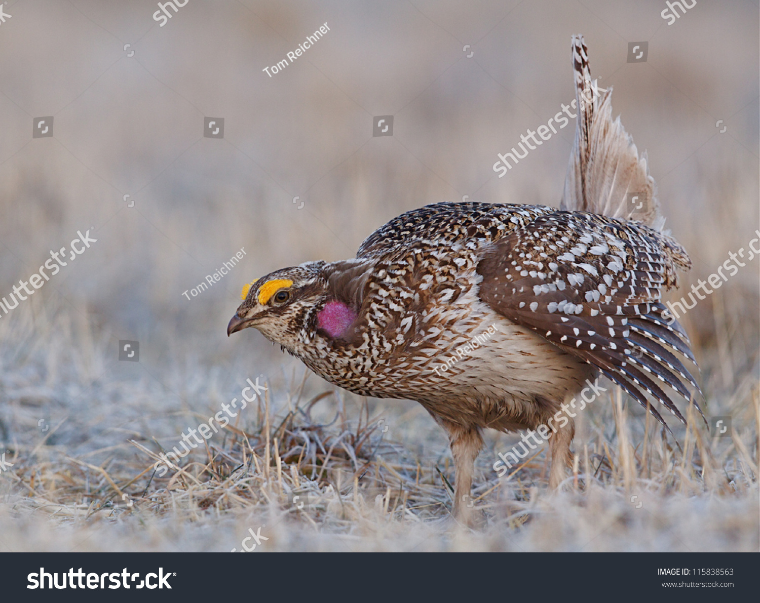 Sharp Tailed Grouse, Dancing During Mating Display, Crookston