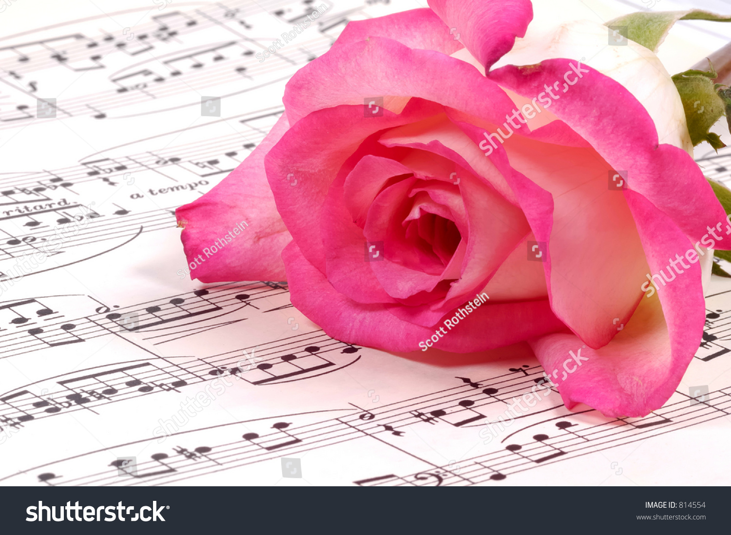 Sheet Music And A Pink Rose Stock Photo 814554 Shutterstock