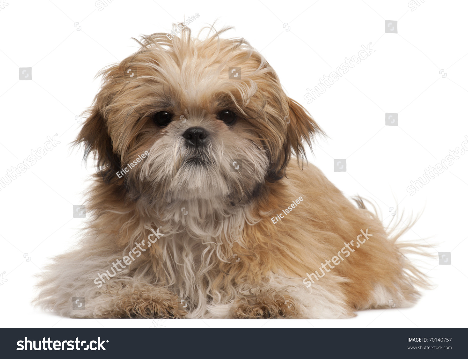 Shih-Tzu Puppy, 6 Months Old, Lying In Front Of White Background Stock