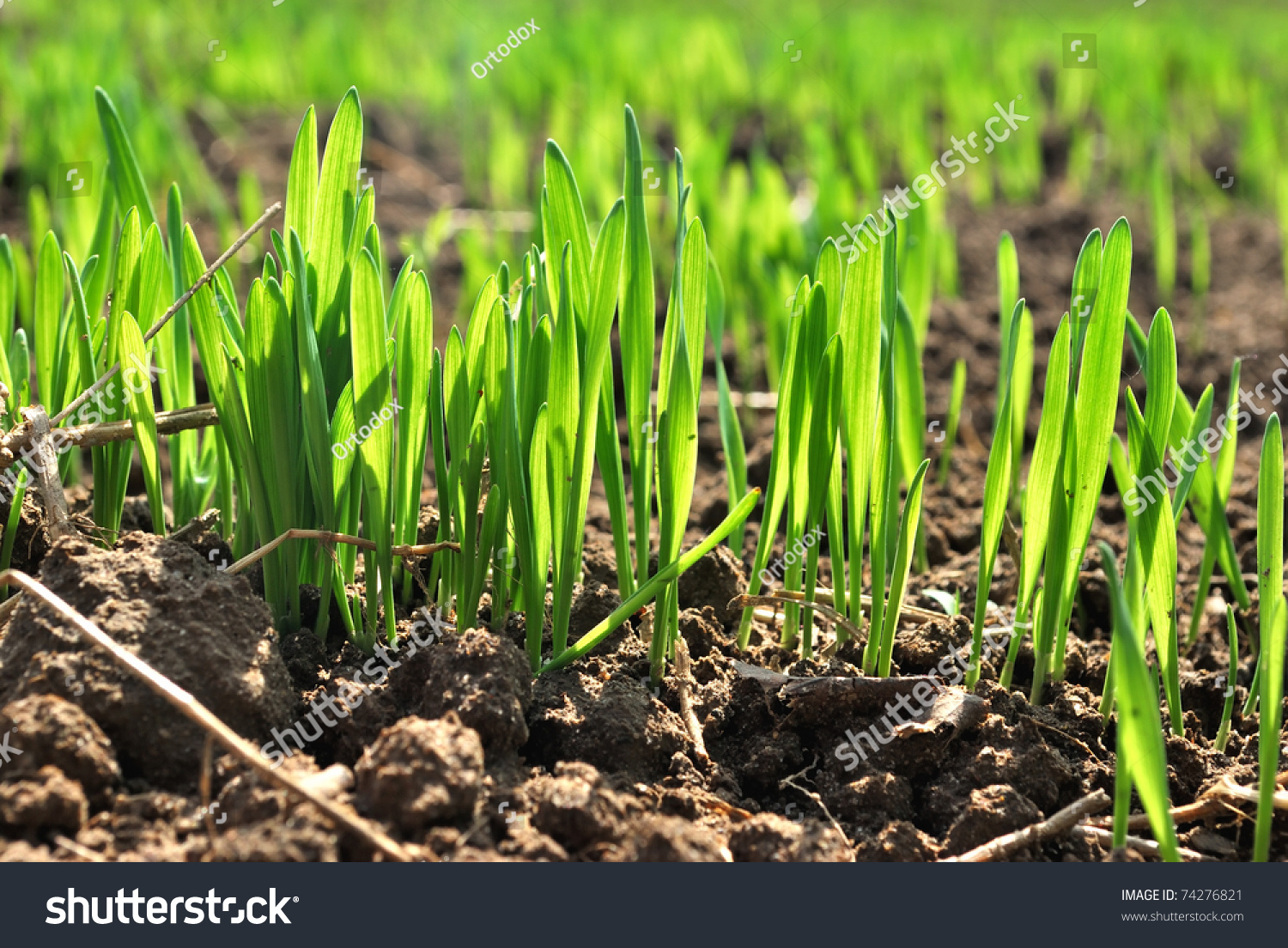 Shoots Of Wheat In Early Spring. Stock Photo 74276821 : Shutterstock