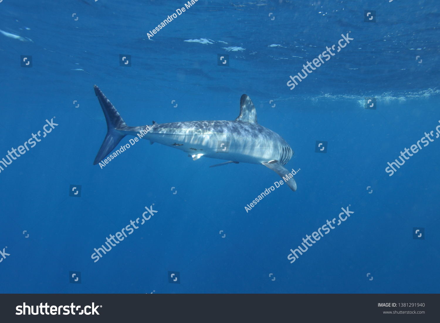 Shortfin Mako Shark Isurus Oxyrinchus Cape Stock Photo Edit Now