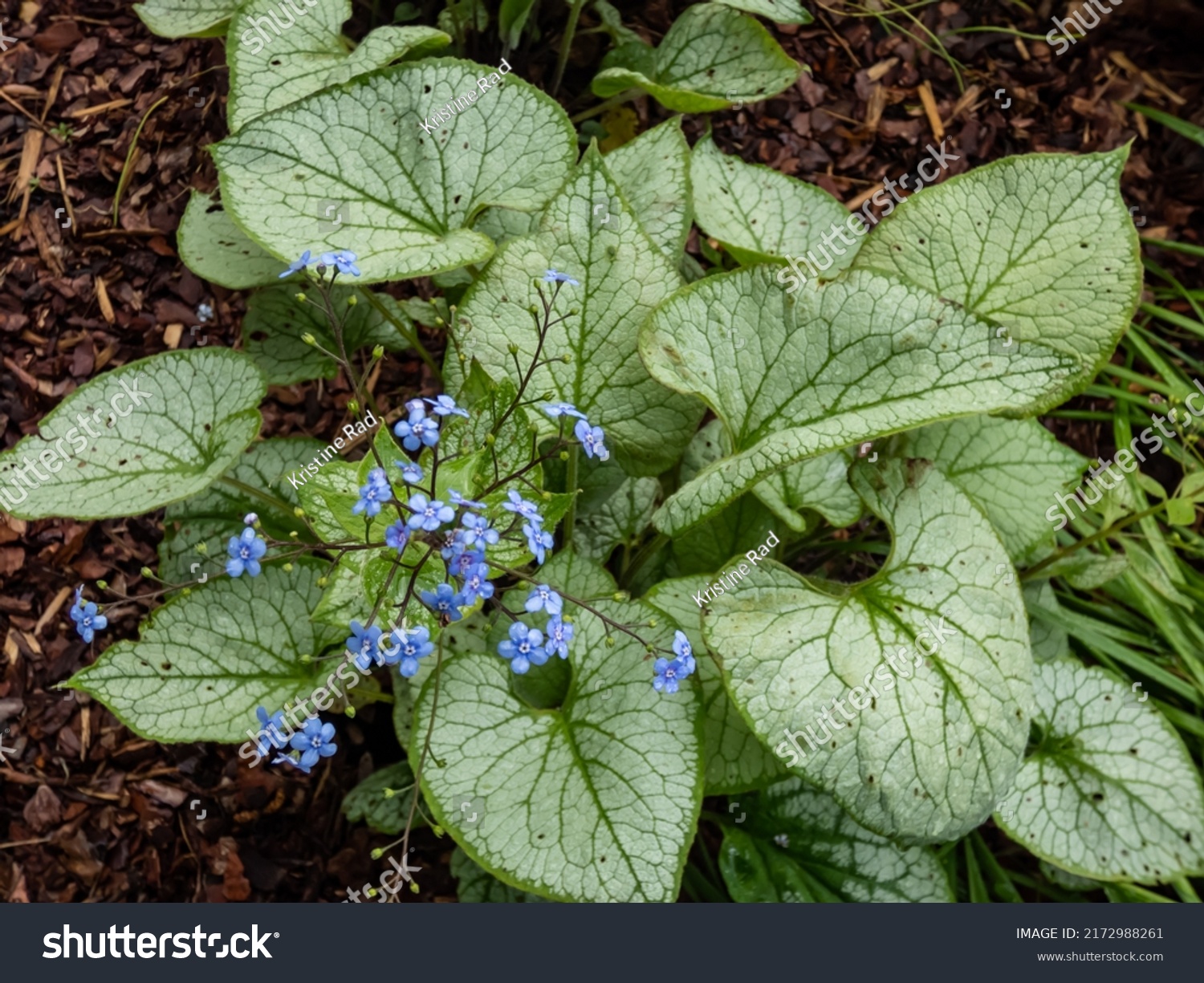 Siberian Bugloss Brunnera Macrophylla Jack Frost Stock Photo 2172988261