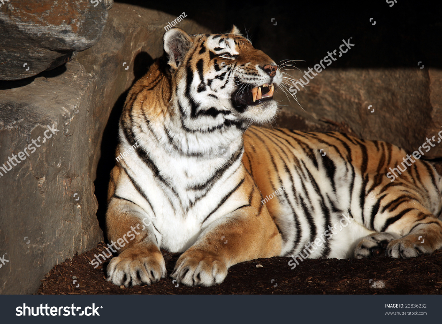 Siberian Amur Tiger Snarling Stock Photo 22836232 Shutterstock