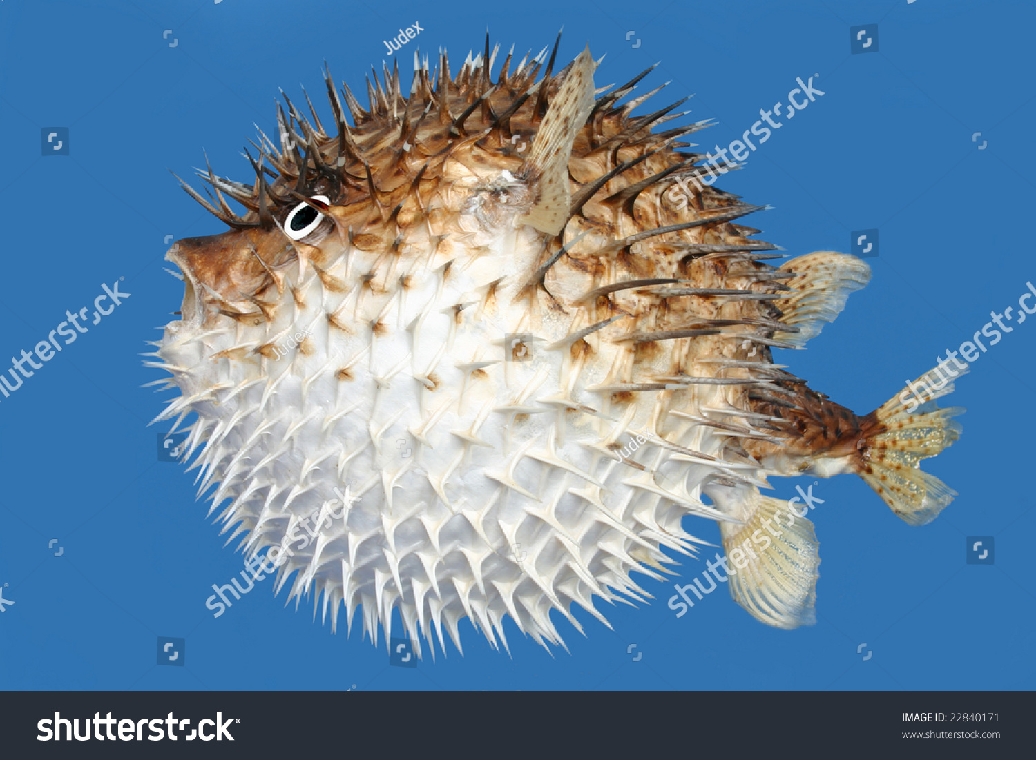 Side View Of A Porcupine Fish, Isolated On A Blue Background. Stock Photo 22840171 : Shutterstock