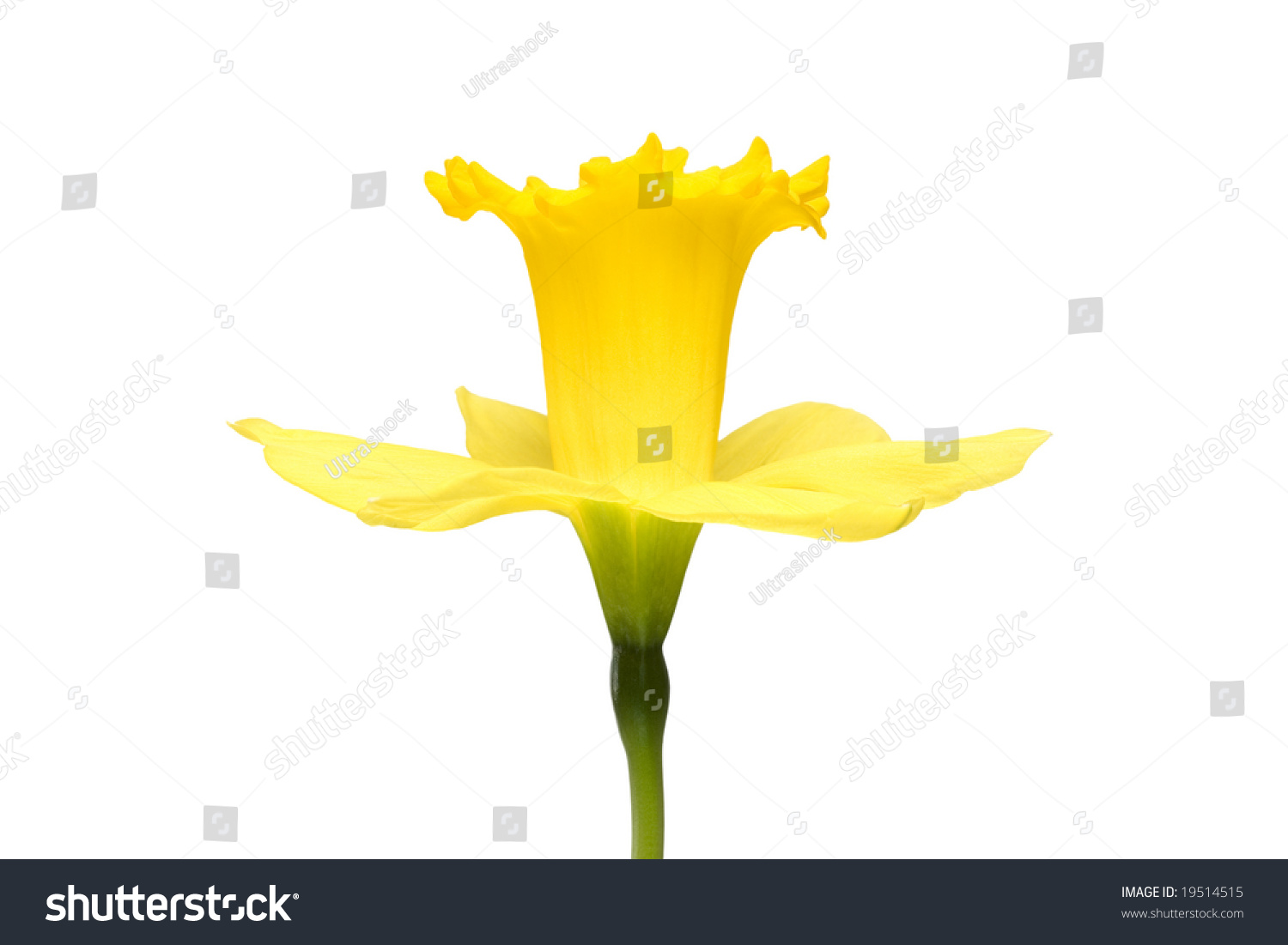 stock-photo-side-view-of-a-yellow-daffod