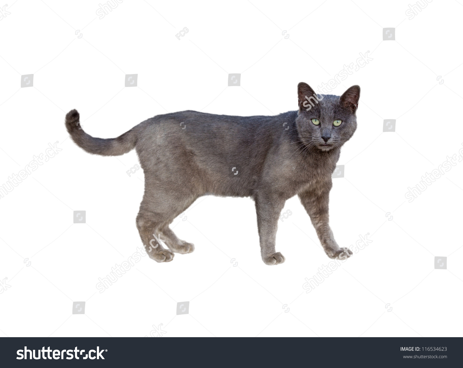 Side View Of Chartreux Cat Standing Isolated On White Stock Photo