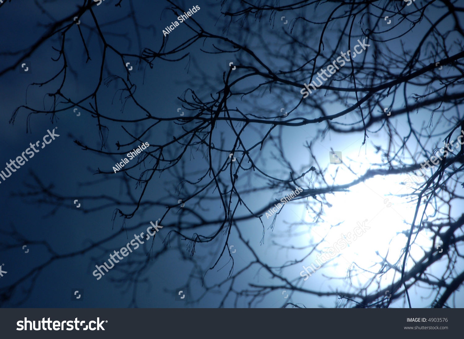 Silhouette Of Tree Branches Against Blue Moonlight. Stock Photo 4903576
