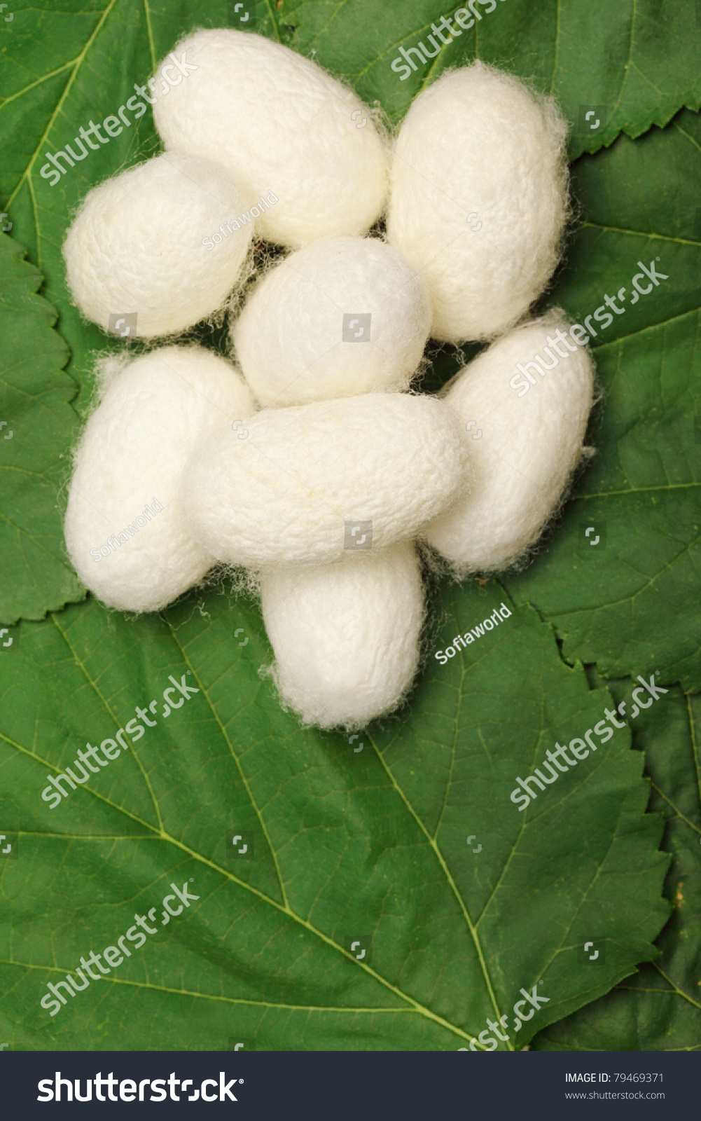 Silk Cocoons On Green Mulberry Leaf Stock Photo 79469371 Shutterstock