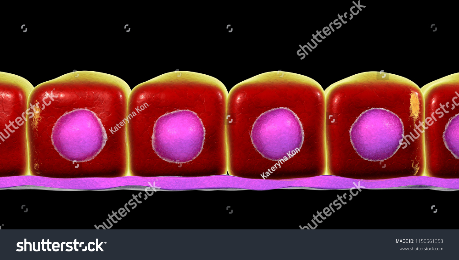 Pseudostratified Columnar Epithelium Google Search Histology Slides