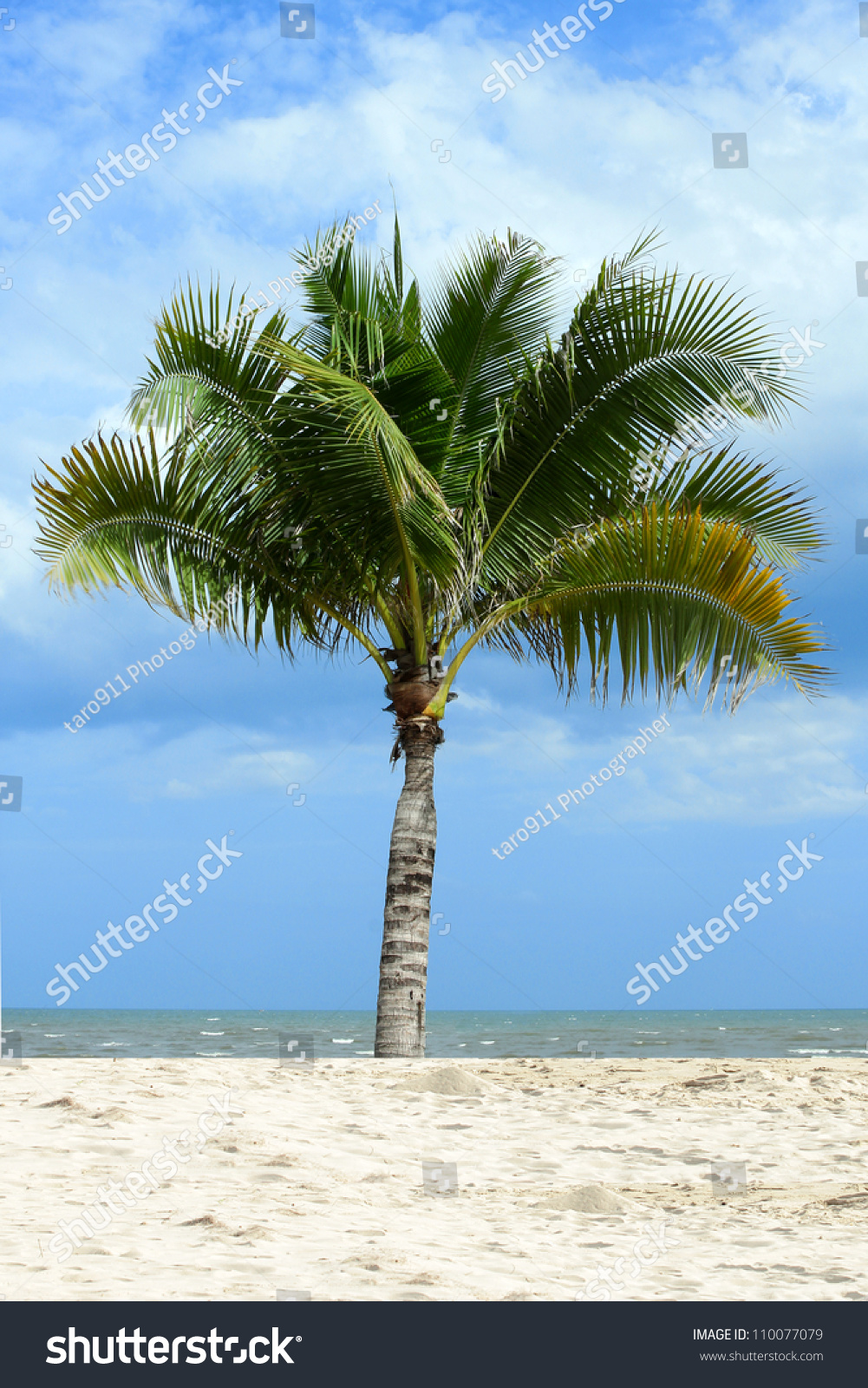 Single Coconut Tree At The Sea With Sand And Blue Sky Stock Photo