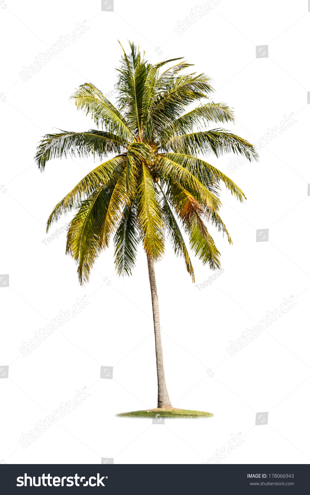 Single Coconut Tree Isolated On White Background Stock Photo 178066943
