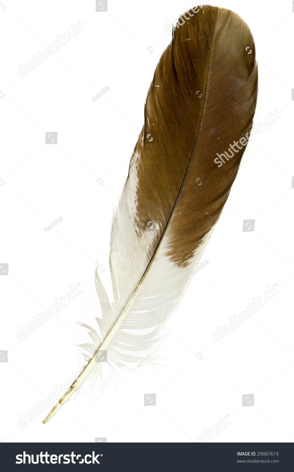 Single Feather On White Stock Photo 29067619 : Shutterstock