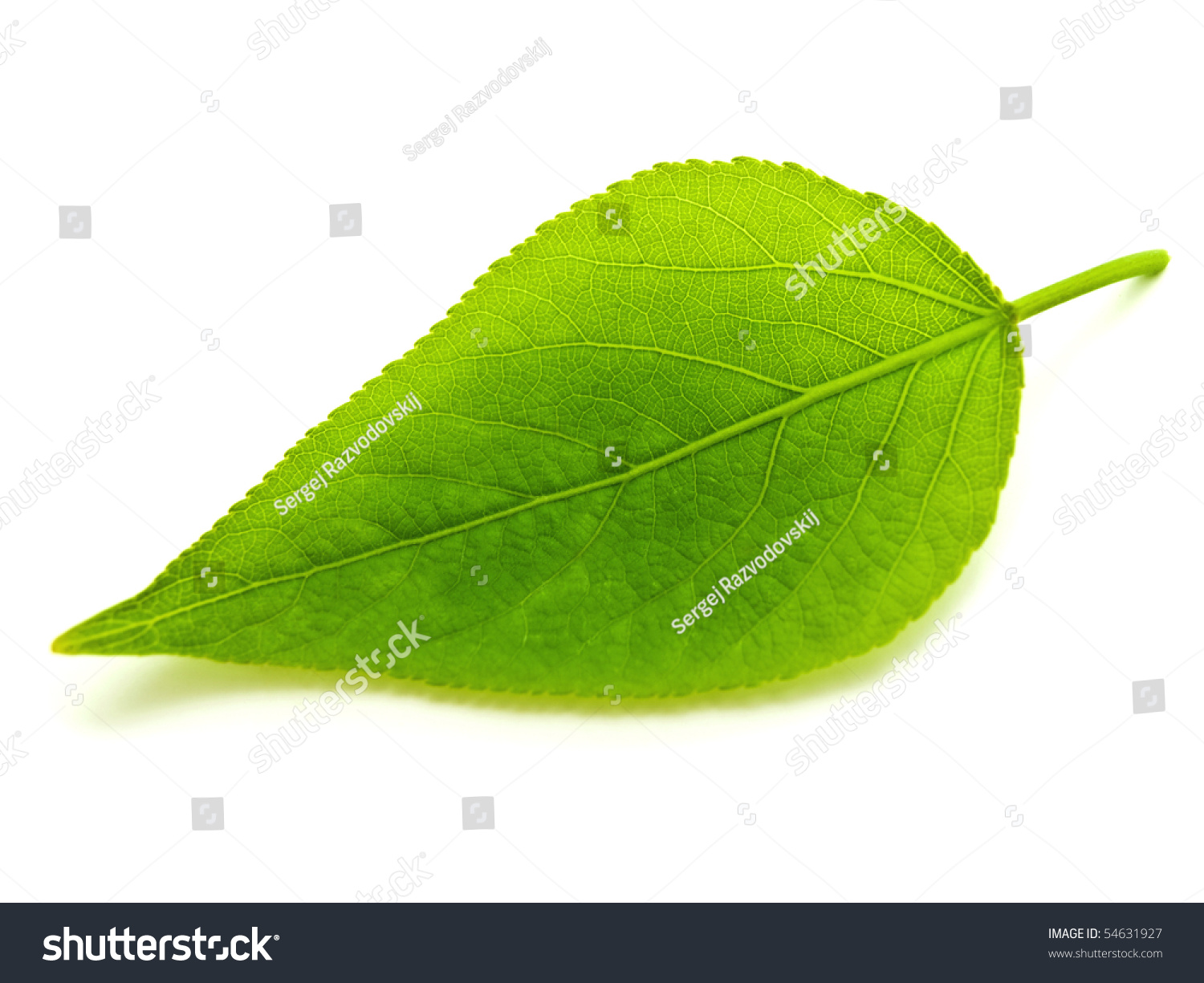 Dating site with green background