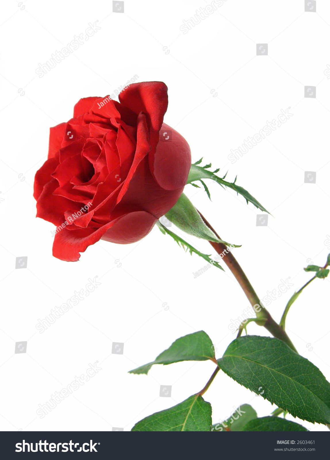 Single Long Stem Rose Isolated On A White Background With Some Of The