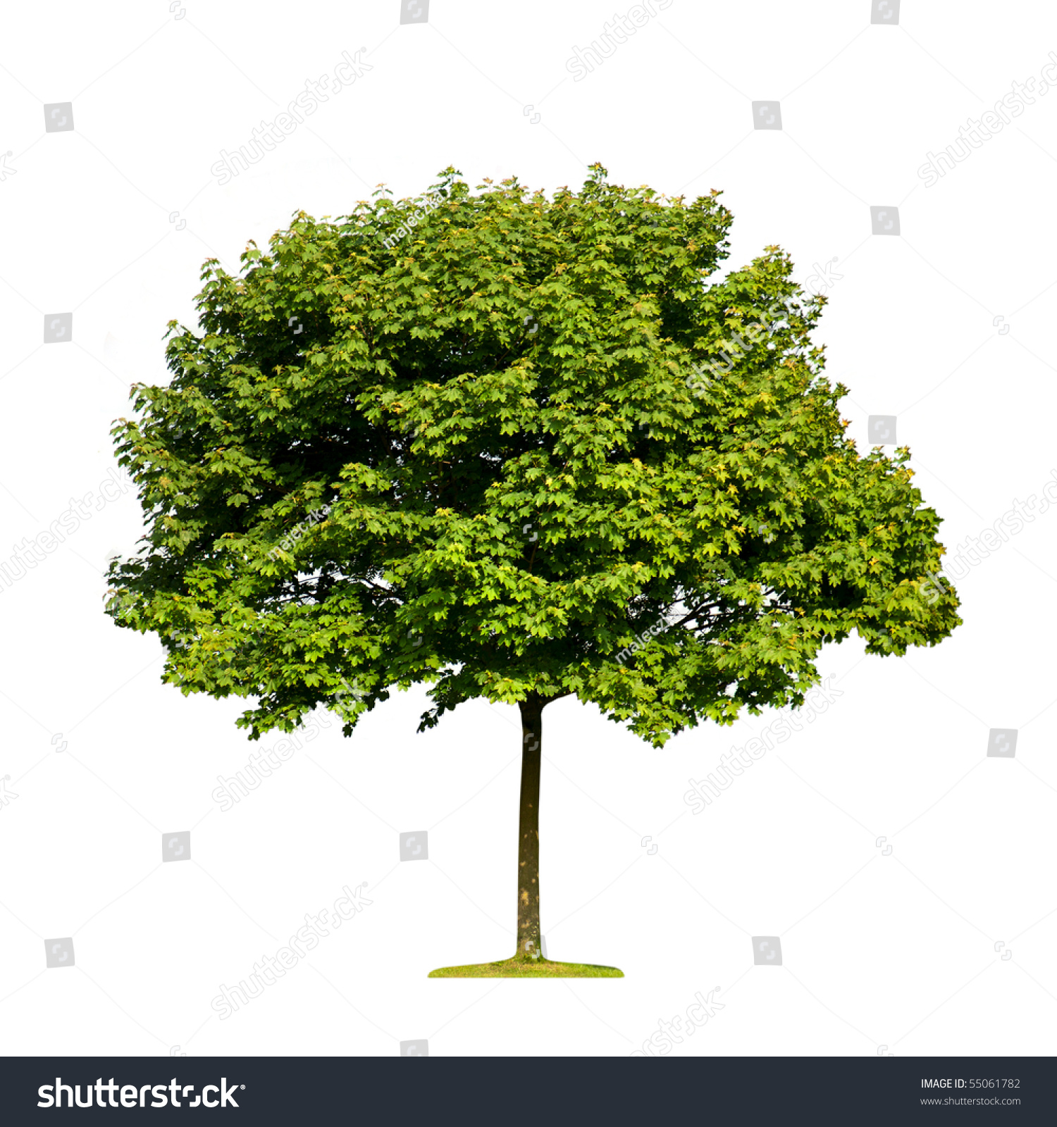 Single Maple Tree Isolated On White Stock Photo 55061782 - Shutterstock