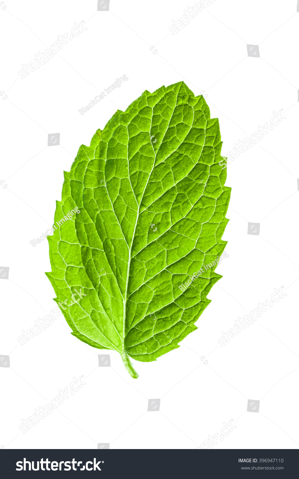 Single Mint Leaf Isolated On White Background Stock Photo 396947110