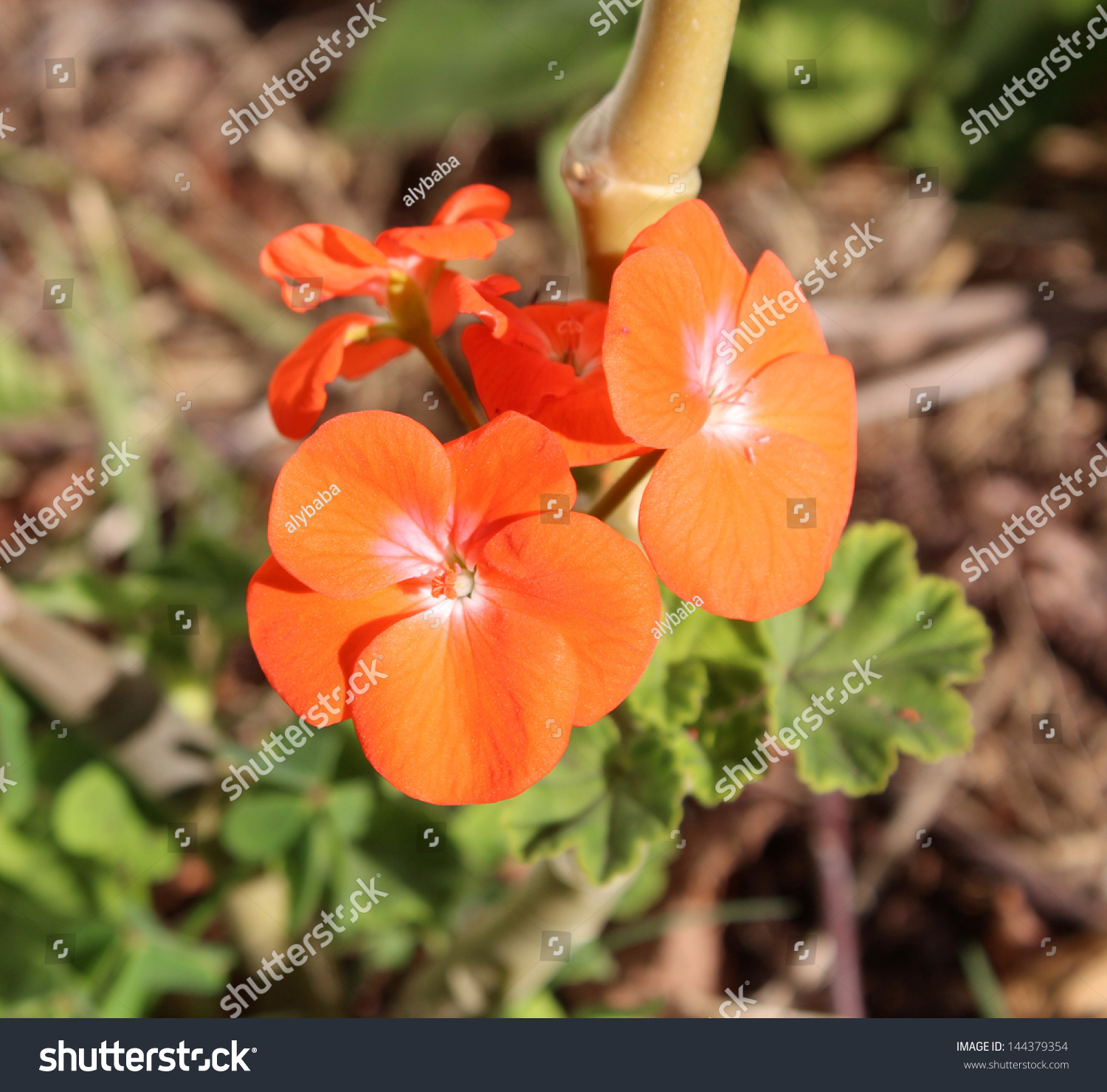Single petal geraniums